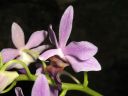 Phalaenopsis_equesteris_HA_200606_IMG_1241.jpg