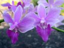 Phalaenopsis_equestris_MV_20090909_IMG_4639.jpg