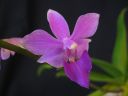 Phalaenopsis_equestris_MV_20090909_IMG_9090.jpg