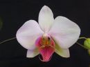 Phalaenopsis_hybidi_PL1_20080118_IMG_3277.jpg