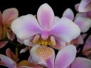 Phalaenopsis_hybrid__Philadelphia__PLE_20101020_IMG_2215.jpg