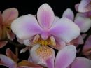 Phalaenopsis_hybrid__Philadelphia__PLE_20101020_IMG_2215~0.jpg