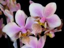 Phalaenopsis_hybrid__Philadelphia__PLE_20101020_IMG_2217.jpg