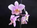 Phalaenopsis_hybrid__Philadelphia__VP_20090108_IMG_0679.jpg