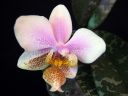 Phalaenopsis_hybrid__Philadelphia__VP_20090108_IMG_7119.jpg