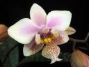 Phalaenopsis_hybrid__Philadelphia__VP_20090108_IMG_9644.jpg