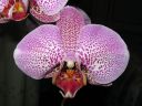 Phalaenopsis_hybridi_20050205_IMG_1592.jpg