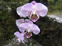 Phalaenopsis_hybridi_20050214_IMG_3625.jpg