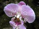 Phalaenopsis_hybridi_20050214_IMG_3628.jpg