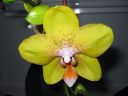 Phalaenopsis_hybridi_20050309_IMG_3611.jpg