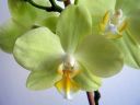 Phalaenopsis_hybridi_20050402_IMG_4404.jpg