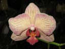 Phalaenopsis_hybridi_20051116_IMG_1796.jpg