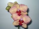 Phalaenopsis_hybridi_20051116_IMG_6554.jpg