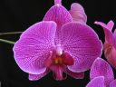 Phalaenopsis_hybridi_20060106_IMG_0852.jpg