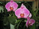 Phalaenopsis_hybridi_20060106_IMG_7207.jpg