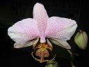Phalaenopsis_hybridi_20060304_IMG_2588.jpg