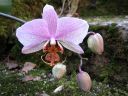 Phalaenopsis_hybridi_20060304_IMG_2647.jpg