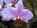 Phalaenopsis_hybridi_20060304_IMG_3635.jpg