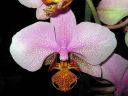 Phalaenopsis_hybridi_20060304_IMG_8529.jpg