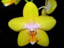 Phalaenopsis_hybridi_20060304_IMG_8533.jpg