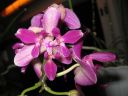 Phalaenopsis_hybridi_20060304_IMG_8536.jpg