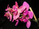 Phalaenopsis_hybridi_20060304_IMG_8538.jpg