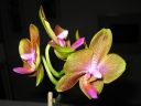 Phalaenopsis_hybridi_20060306_IMG_1712.jpg