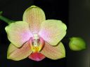 Phalaenopsis_hybridi_20060306_IMG_2371.jpg