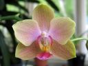 Phalaenopsis_hybridi_20060306_IMG_2372.jpg