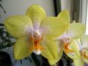 Phalaenopsis_hybridi_20060306_IMG_2391.jpg