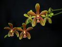 Phalaenopsis_hybridi_20060310_IMG_0841.jpg
