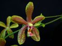 Tiedostonimi=Phalaenopsis_hybridi_20060310_IMG_0842.jpg
Tiedostokoko=38kt
Koko=600x450
Lisätty=19.02.2012 Phalaenopsis_hybridi_20060310_IMG_0842.jpg