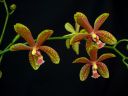 Phalaenopsis_hybridi_20060310_IMG_5544.jpg