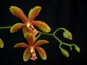 Phalaenopsis_hybridi_20060310_IMG_5545.jpg