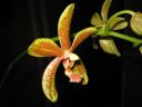 Phalaenopsis_hybridi_20060310_IMG_5569.jpg