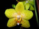 Phalaenopsis_hybridi_BK1_20060214_IMG_8294.jpg