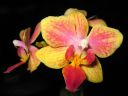 Phalaenopsis_hybridi_BK1_20060216_IMG_8369.jpg