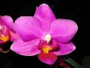 Phalaenopsis_hybridi_BK1_20060222_IMG_8433.jpg