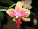 Tiedostonimi=Phalaenopsis_hybridi_BK1_20060907_IMG_2339.jpg
Tiedostokoko=49kt
Koko=600x450
Lisätty=19.02.2012 Phalaenopsis_hybridi_BK1_20060907_IMG_2339.jpg