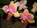 Tiedostonimi=Phalaenopsis_hybridi_BK1_20060907_IMG_2396.jpg
Tiedostokoko=58kt
Koko=600x450
Lisätty=19.02.2012 Phalaenopsis_hybridi_BK1_20060907_IMG_2396.jpg