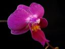 Phalaenopsis_hybridi_BK1_20090324_IMG_6975.jpg