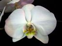 Phalaenopsis_hybridi_BK1_20090809_IMG_7662.jpg