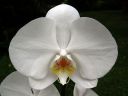 Phalaenopsis_hybridi_BK1_20090817_IMG_3378.jpg