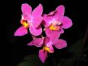 Phalaenopsis_hybridi_BK2_20060907_IMG_5989.jpg