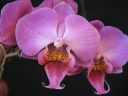 Phalaenopsis_hybridi_BK2_20090626_IMG_1720.jpg