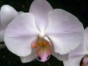 Phalaenopsis_hybridi_BK2_20090817_IMG_3387.jpg