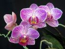 Phalaenopsis_hybridi_BK3_20060918_IMG_4286.jpg