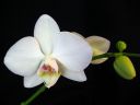 Phalaenopsis_hybridi_BK3_20090809_IMG_3292.jpg