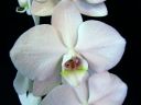 Phalaenopsis_hybridi_BK3_20090817_IMG_0962.jpg