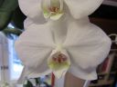 Phalaenopsis_hybridi_BK3_20090817_IMG_1261.jpg